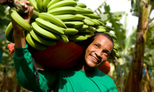 green blog fairtrade bananas