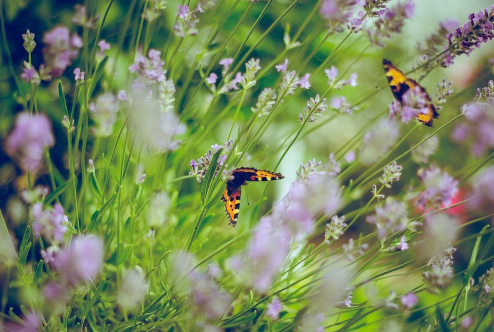 garden makeovers